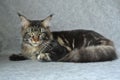 My cat Maine Coon Royalty Free Stock Photo