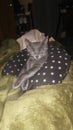 My cat nala actually & x22;kitten& x22; shes 2 months old