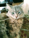 My cat named Screwy he was the best cat in the whole world and he was so sweet and very loveable Royalty Free Stock Photo