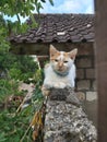 my cat, nyong inyong - Bali, Indonesia