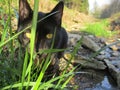 Shadow in the grass