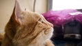 Cat  right side  perfil gato close up Royalty Free Stock Photo