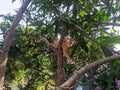 My cat in the tree