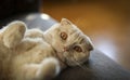 Cute pose of my cat Wilson. Royalty Free Stock Photo