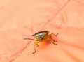 My cheerful friend the golden-green bug flew to visit me and sat on the surface of the orange jacket. Macro. Royalty Free Stock Photo