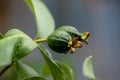 My childhood favorite, Smilax is next to the house!