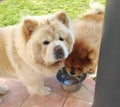 Cream and red chow-chow dogs drinking