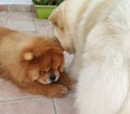 Cream and red chow-chow dogs telling secrets