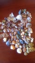 My collection of shells of Anissa Beach Royalty Free Stock Photo