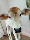 my cute little cow calf pic on potrait mode Royalty Free Stock Photo