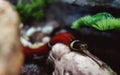 Sinaloan Milk Snake exploring his new territory.