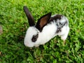My cute rabbit, running happily on the green grass Royalty Free Stock Photo