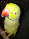 My cute talking parrot loving bird.