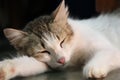 Cat pet having a nap Royalty Free Stock Photo