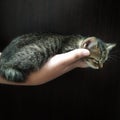 My dear kitten, only the size of a palm. Very funny, he was fast asleep Royalty Free Stock Photo