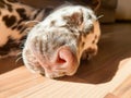 My dog, Chance, sniffing the camera with his perfect cold, wet, big, brown nose and closed eyes.Brown chocolate Royalty Free Stock Photo