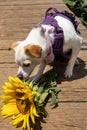 The Sunflower and a Dog