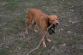 Dog chewing branch 3 Royalty Free Stock Photo