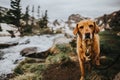 Labrador retriever on a hike in Colorado Royalty Free Stock Photo