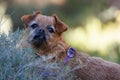 My dog Nami looking at the camera behind the weeds in the Preventorium of Alcoi Royalty Free Stock Photo