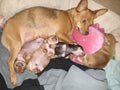 My dog paisley chihuahua &rednose miniature doberman pinscher w/ her 4 boys their dad is a  miniature dachshund breed Royalty Free Stock Photo