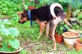 My Dog Peeing At One Of The Plant Pots At My Mini Garden Royalty Free Stock Photo