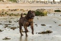 My dog playing on the sand