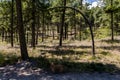 A golden Australian Terrier walks along a path and is framed by a curved Ponderosa Pine in a park in temperate desert forest