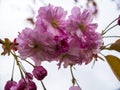 My double blossomed cherry tree is now in its full regalia and looking magnificent