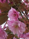 My double blossomed cherry tree is now in its full regalia and looking magnificent