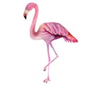 My drawing of a cute bright pink flamingo