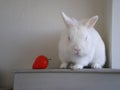 My dwarf rabbit posing near a giant strawberry.