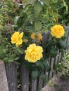 Yellow Golden Wedding Roses and torn leaves Royalty Free Stock Photo