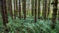 This is my favorite forest on Vancouver Island Royalty Free Stock Photo