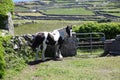 An Irish Gypsie horse