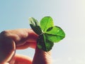 My fingers holding lucky charm four leaves clover