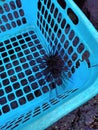 my first catch sea urchin