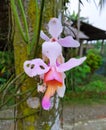 A beautiful flower blooming during rainy season, Banmukh Chutia Gaon, Sivasagar