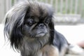 My fotomodel - dog of pekines.