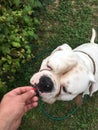 When american bulldog eat raspberries.