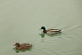 We see two ducks on the lake Royalty Free Stock Photo