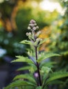 My garden. Close up view of a beautiful, green and purple plant in the forest with a bokeh background. A vibrant purple Royalty Free Stock Photo