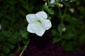 My garden flower in best click by me with nikon d5300 camera