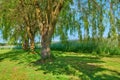 My garden. Green nature view of large trees, flowers, and plants in a park background. Natural cultivated garden or lawn Royalty Free Stock Photo