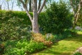 My garden. Landscape view of landscaped garden in peaceful, private and secluded backyard at home. Neat, calm and