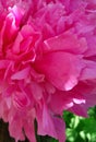 A bright pink, juicy, unusual peony grew on my site!