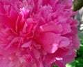 A bright pink, juicy, unusual peony grew on my site!