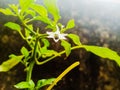 In my garden, pepper trees, pepper flowers are blooming. Will catch the pepper too soon.