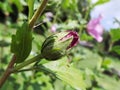 My garden pink hibiscus bud flower close up Royalty Free Stock Photo