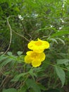 My Garden yellow flowers